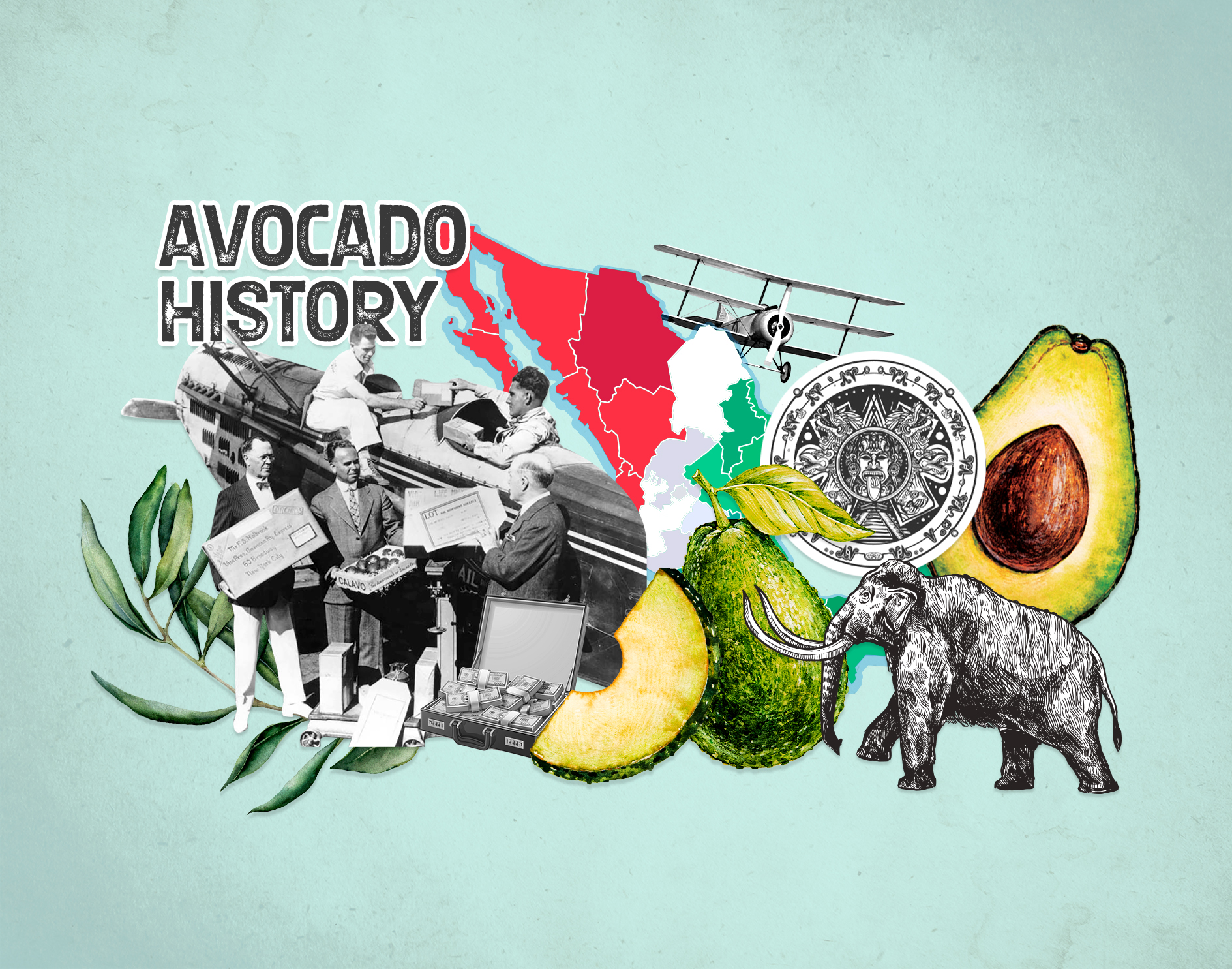 avocado's-history