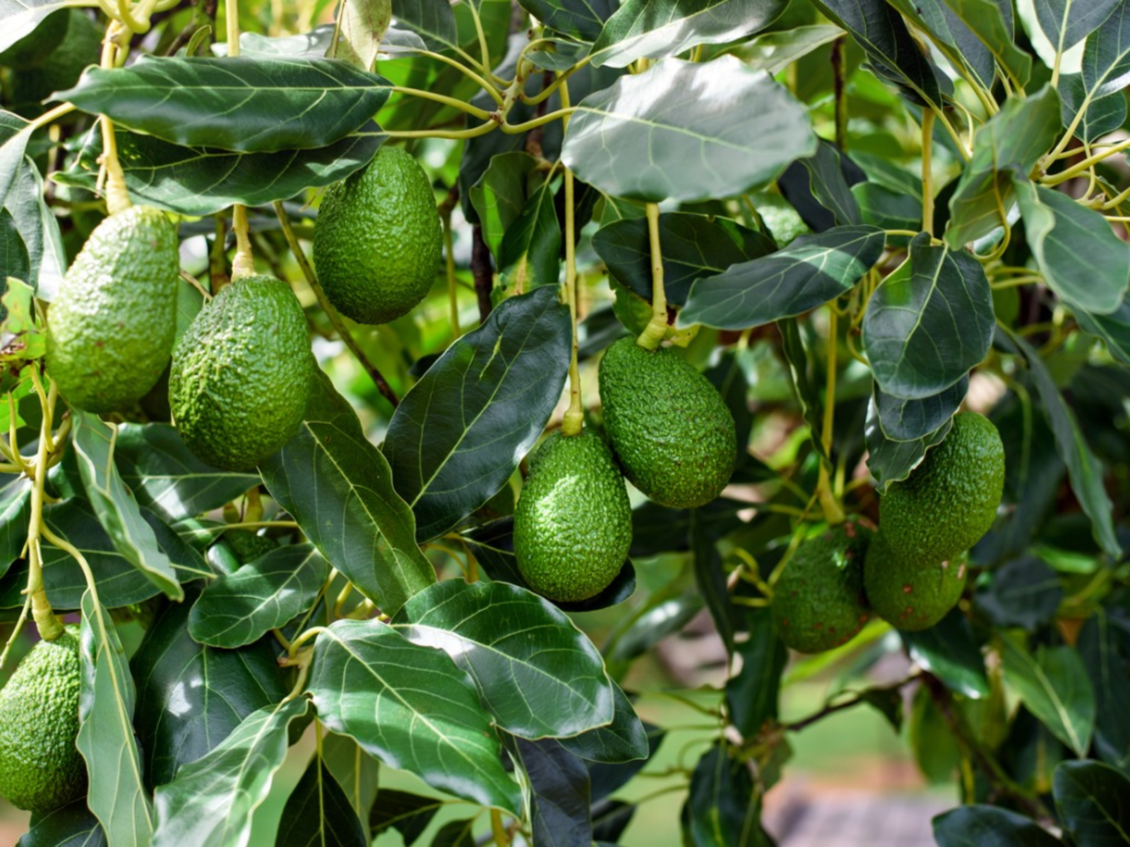 Avocado seedling fruiting time